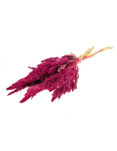 Amaranthus recto preservado bougainvillea 50cm 150g