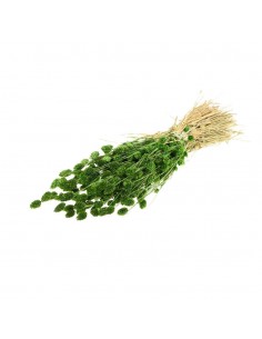 Phalaris Verde Botella 60cm...