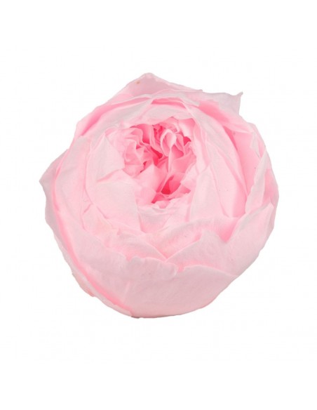 Peonia Preservada Rosa x6und, x6cmØ