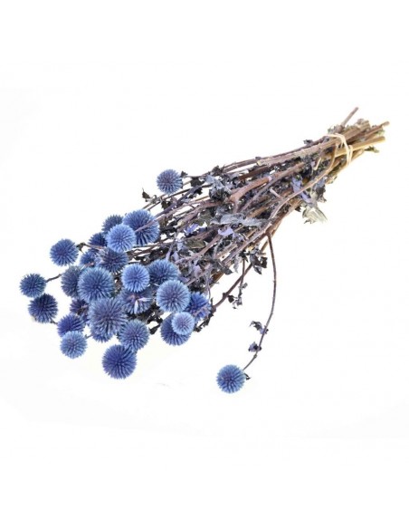Echinops Preservado Azul Dark de 25 a 30 cabezas