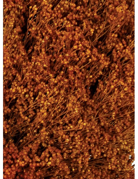 Brooms Blum Seco Marrón Claro100g