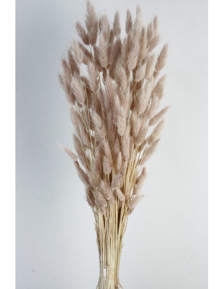 Lagurus / Bunny tails Rosa vintage