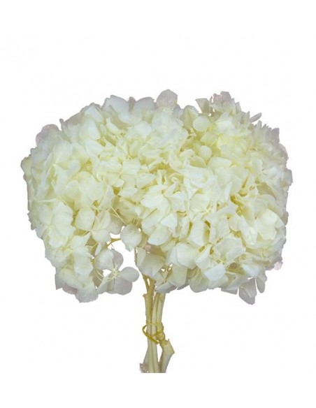 Hortensia Preservada Roseamor Marfil