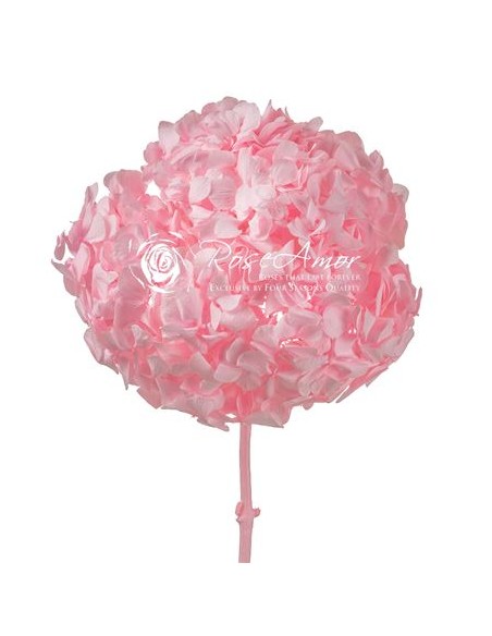 Hortensia Preservada Roseamor Rosa