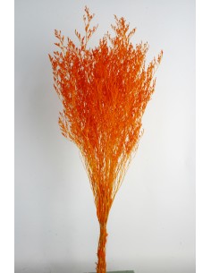 Caspia Preservada Naranja 70cm
