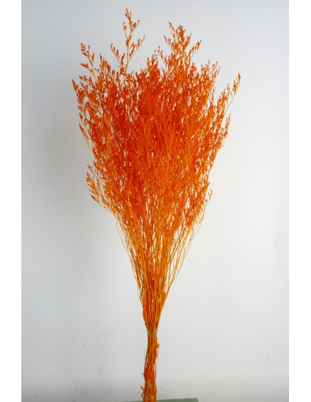 Caspia Preservada Naranja 70cm