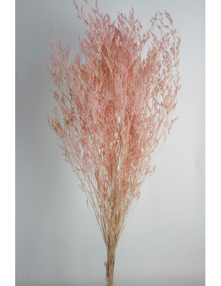 Caspia Preservada Rosa 70cm