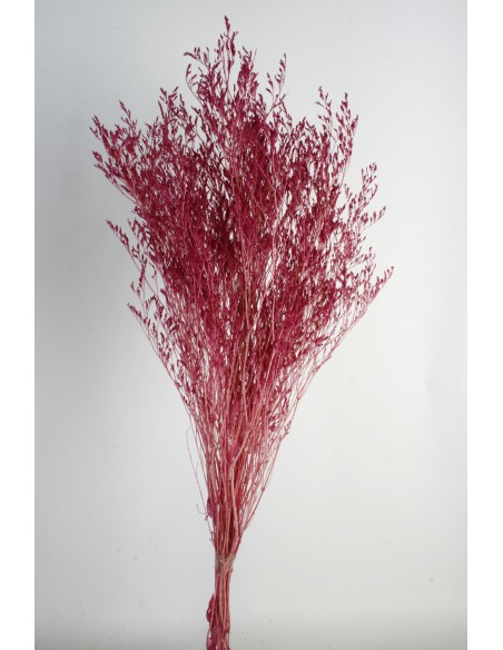 Caspia Preservada Malva 70cm