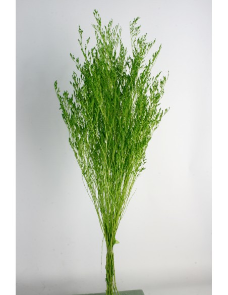 Caspia Preservada Verde 70cm