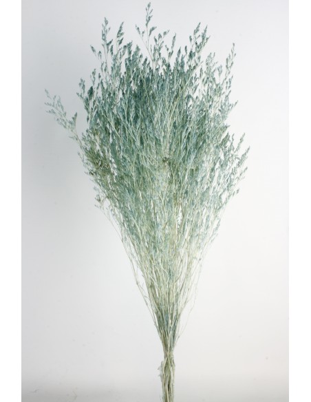 Caspia Preservada Turquesa 70cm