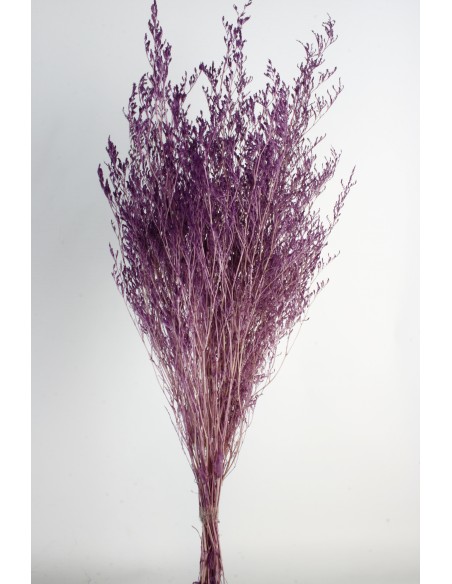 Caspia Preservada Morada 70cm