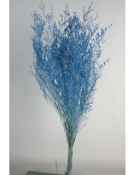 Caspia Preservada Celeste 70cm