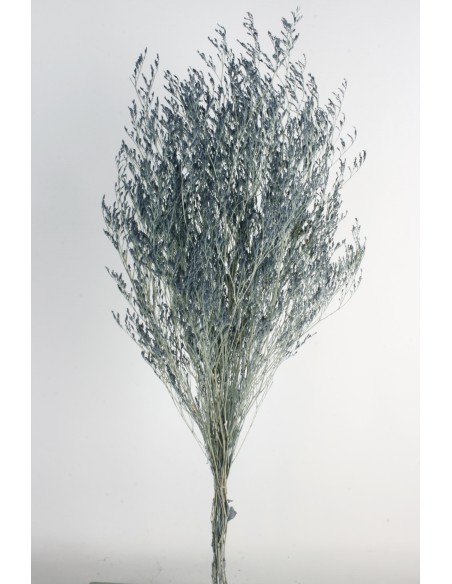 Caspia Preservada Azul/Gris 70cm