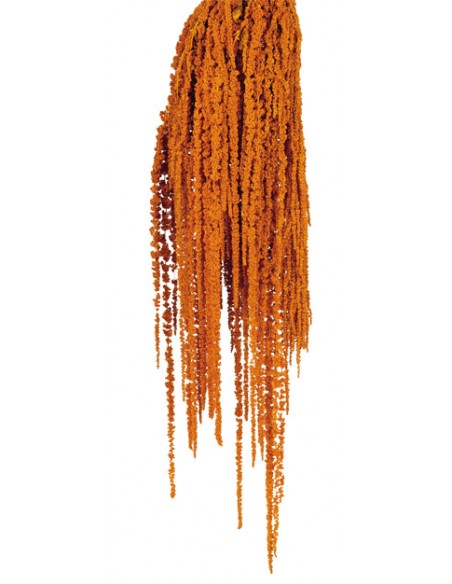 Amaranthus caudatus preservado naranja 150g