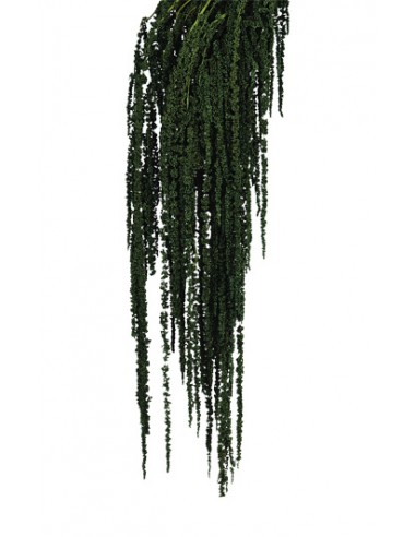 Amaranthus caudatus preservado verde...