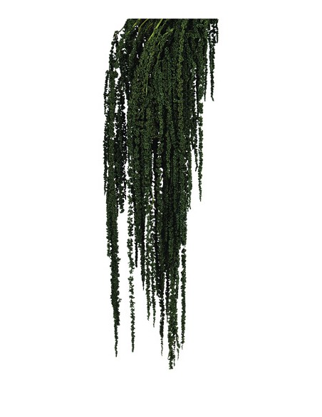Amaranthus caudatus preservado verde Oscuro 150g