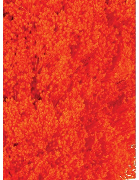 Brooms Blum Seco Naranja 100g