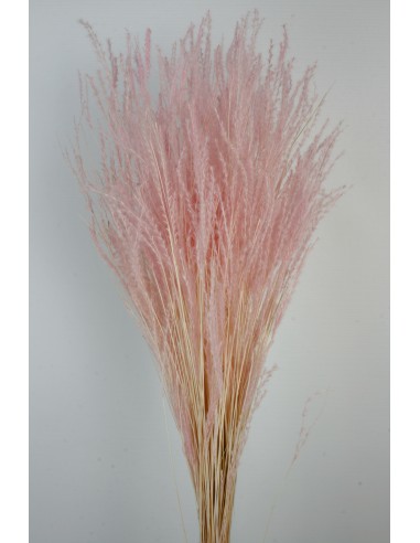 Fine Grass 50cm Rosa