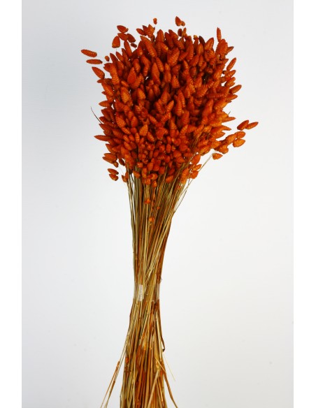 Briza Máxima Naranja Ocre 100g