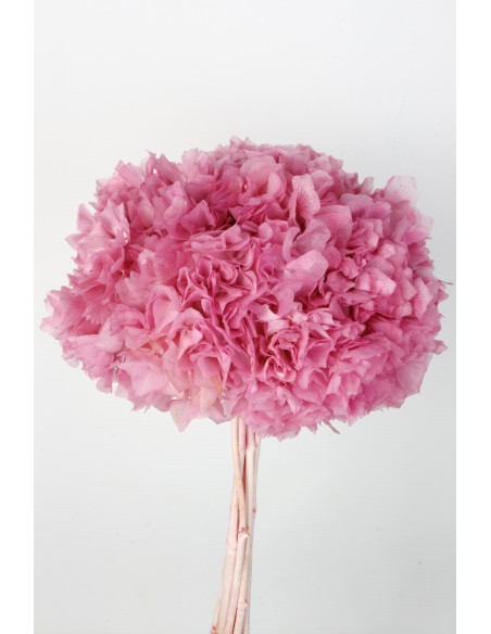 Hortensia Preservada Rosa Medio 20cm