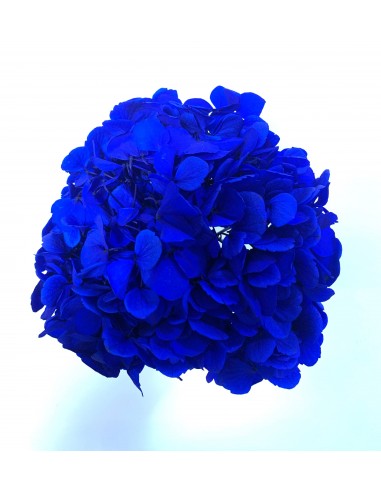 Hortensia Preservada Azul Klein