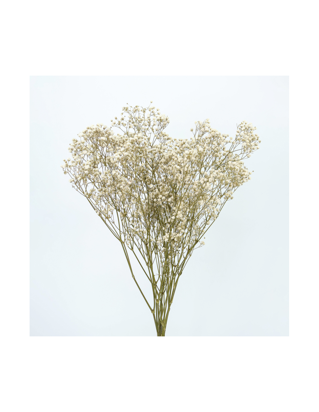 Gypsophila Paniculata Preservada Blanca Natural