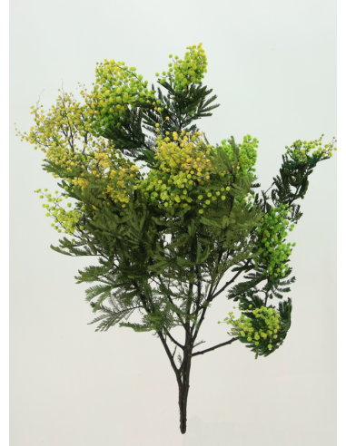 Acacia Mimosa Verde/Amarillo...