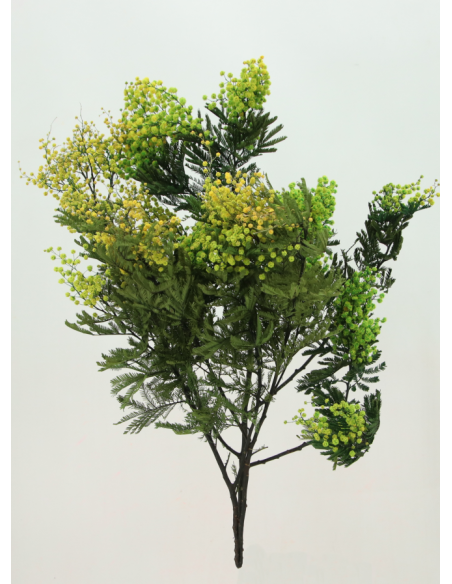 Acacia Mimosa Verde/Amarillo Preservado 50 cm 100 g