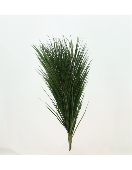 Robellini Verde Preservado 10 tallos 60 cm