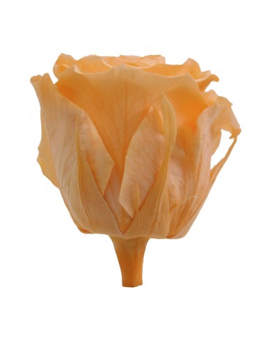 Rosa Queen Salmón 5 unidades 7cm Ø