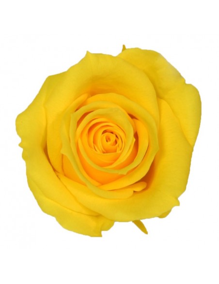 Rosa Media x8 Amarillo Calido Ø 4,5-5 cm