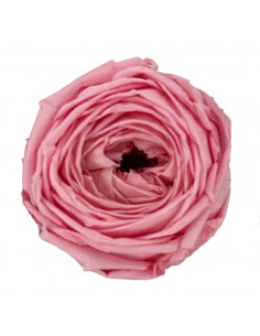 .Rosa Garden / Rosa Pastel...