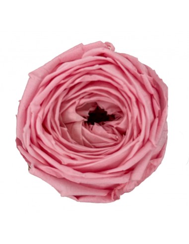 .Rosa Garden / Rosa Pastel 6 UD
