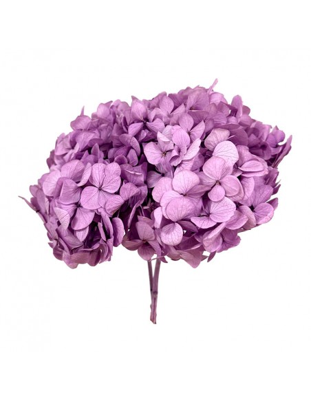 Hortensia Preservada Lavanda