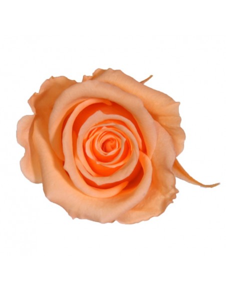 Rosa Media x8 Salmón Ø 4,5-5 cm