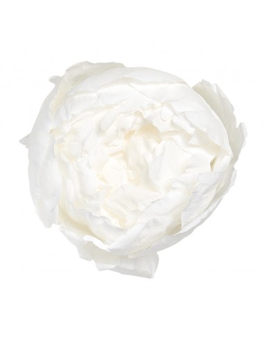 Peonia Preservada Blanca x3