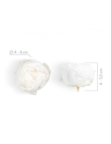 Peonia Preservada Blanca x3    Ø 4-6 cm
