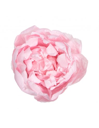Peonia Preservada x3 Rosa Pastel Ø 4-6 cm
