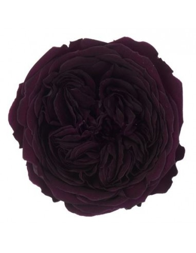 .Rosa Amelia 4cmØ, Purpura x12Und