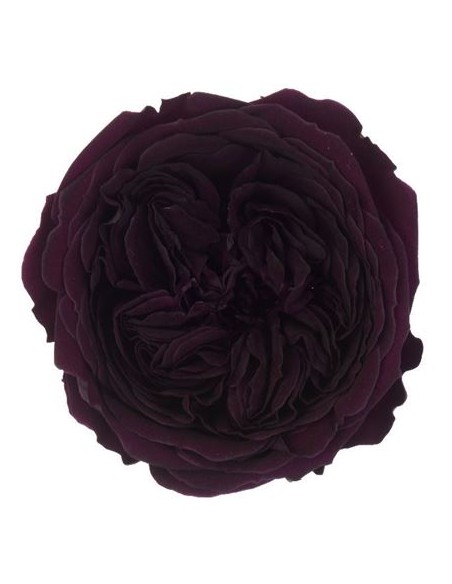 .Rosa Amelia 4cmØ, Purpura x12Und