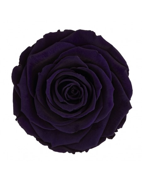 .Rosa Preservada. Purpura LL+ 6,5CMØ x6 Roseamor