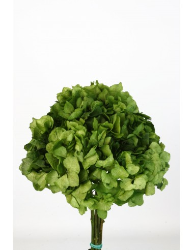 Hortensia Preservada Verde claro 20cm