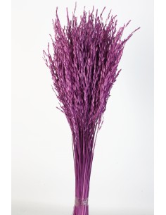 Oriza Malva 40cms