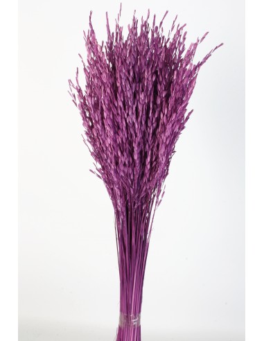 Oriza Malva Oscuro 40cms