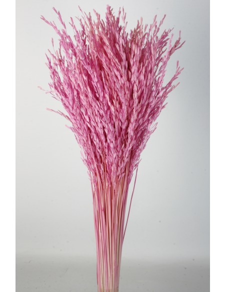 Oriza Malva Oscuro 40cms