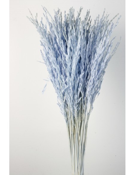 Oriza Celeste Cashmere 40cms