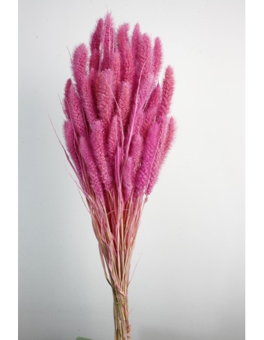 Setaria 75cm Rosa Oscuro 180g