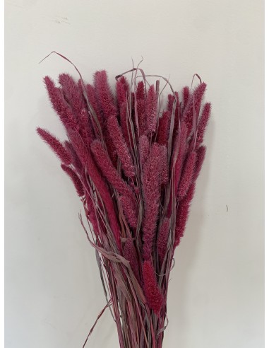 Setaria 75cm Fucsia empolvado 180g