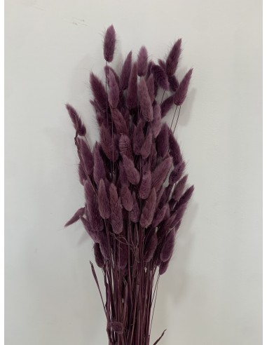 Lagurus Morado 100g