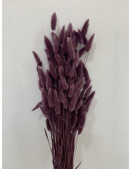 Lagurus Morado 100g